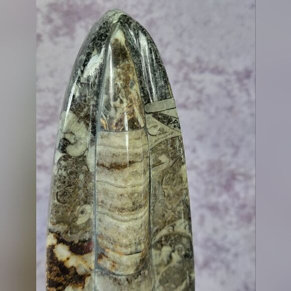 Orthoceras Fossils Self Standing - Picture 4 of 16